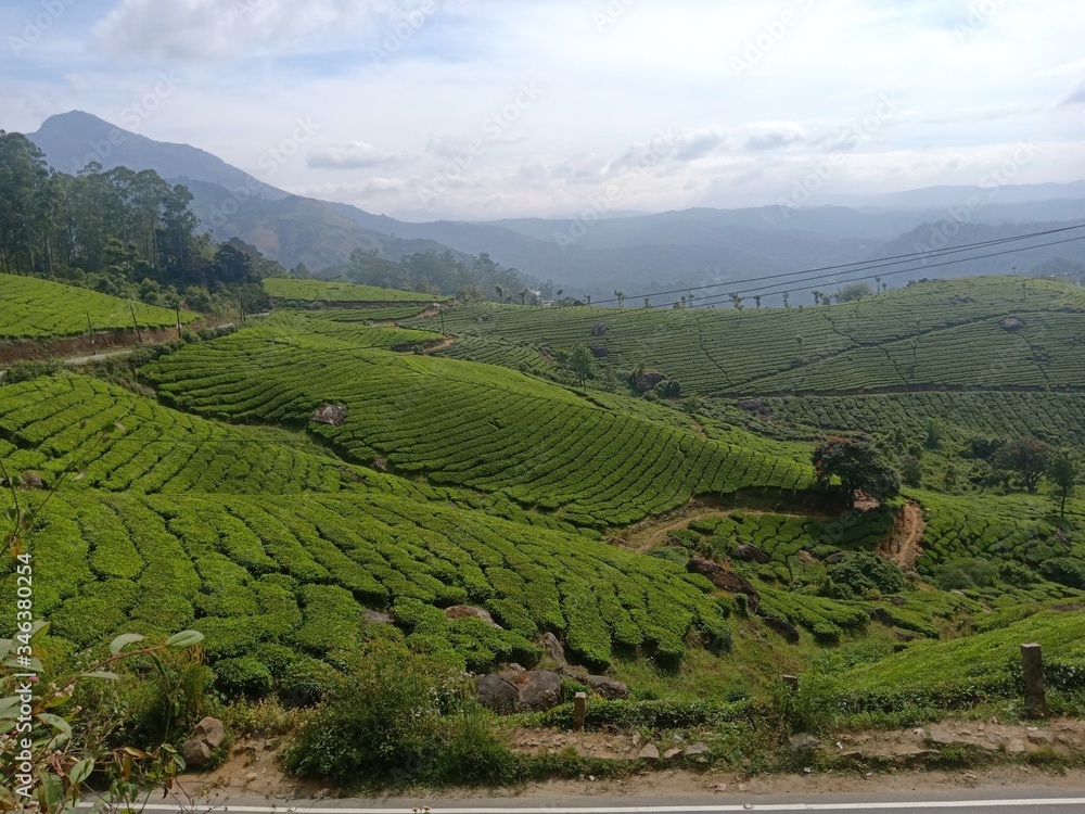 Fototapeta premium green tea plantation
