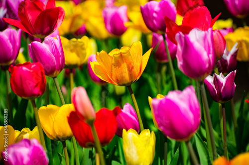Fototapeta Naklejka Na Ścianę i Meble -  colorful tulips in the garden