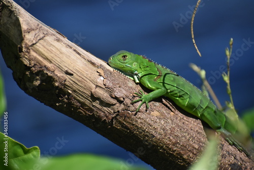 Iguana