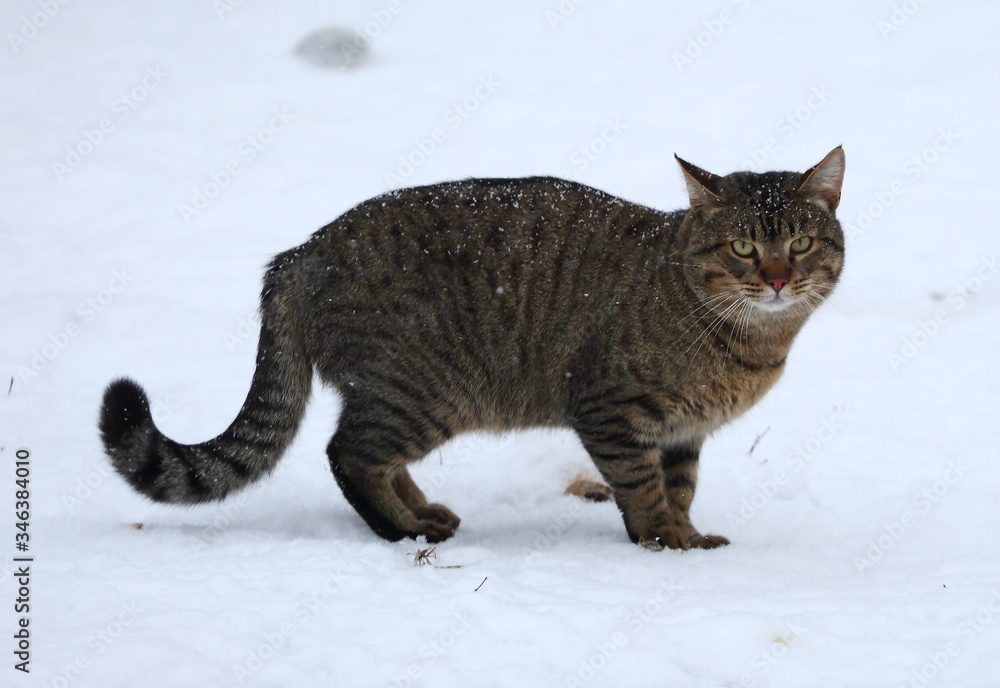 grey striped green-eyed cat in the snow