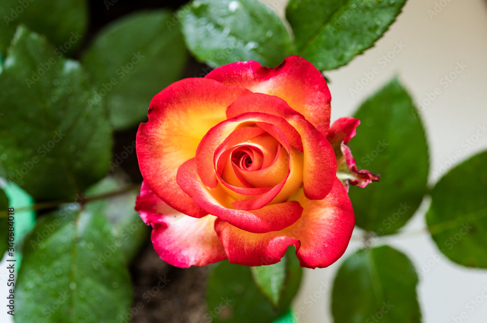 Fototapeta premium rose multicolore