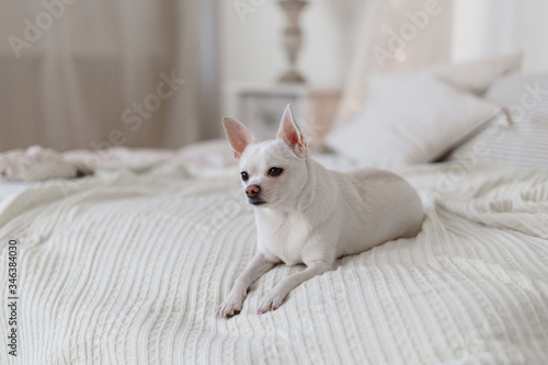 Small white cute Chihuahua dog resting on bed on a sunny day on white knitted blanket.