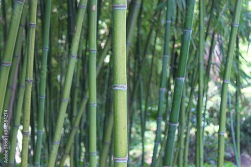 Photographie Bamboos Growing On Field
