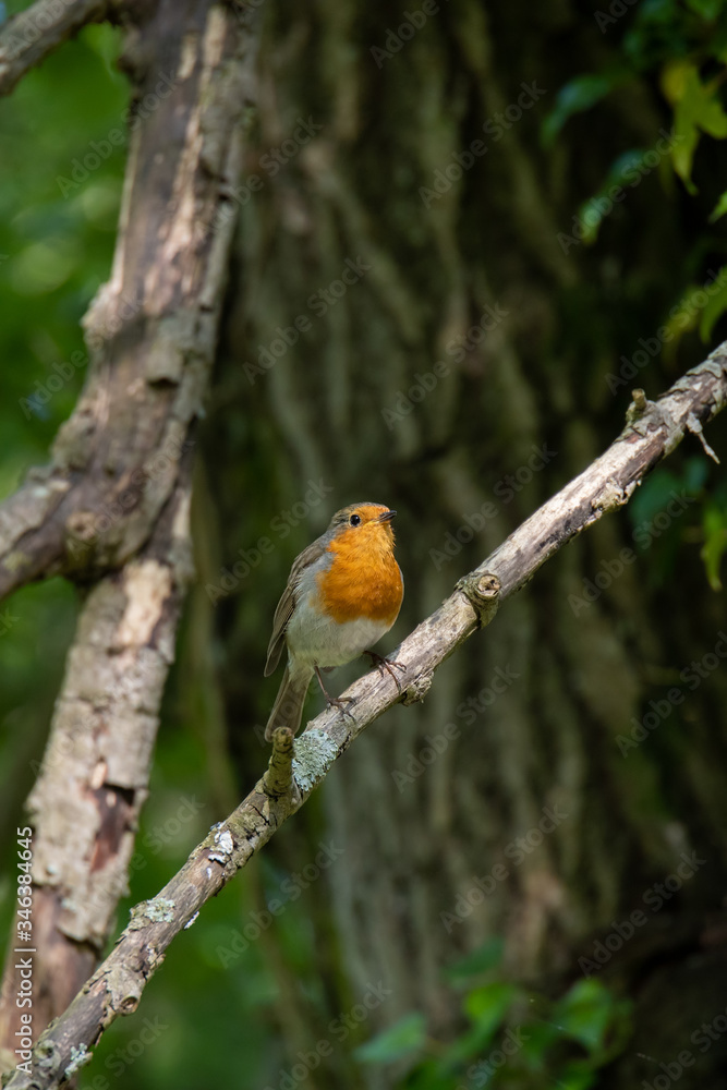 Robin singing in a tree on a spring day Robin singing in a tree on a spring day