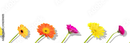 Floral arranged composition with different colors gerbera flowers with shadow on white background. Flat lay pattern  top view.