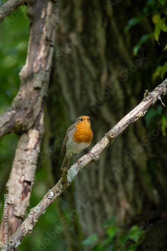 Robin singing in a tree on a spring day