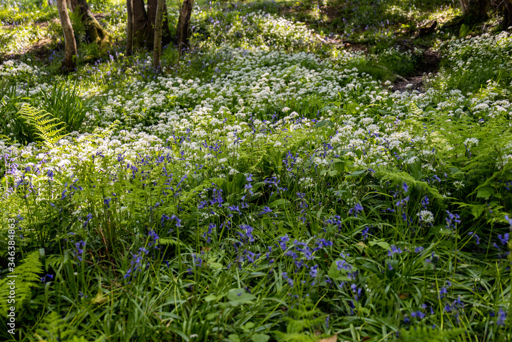 Ramsons or Wild Garlic (Allium ursinum) blooming in springtime near East Grinstead