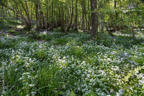 Fototapeta Naklejka Na Ścianę i Meble -  Ramsons or Wild Garlic (Allium ursinum) blooming in springtime near East Grinstead