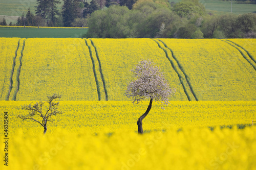 Curves and lines of summer rural landscape with rape field and white flowering cherry tree. Rural landscape. Spring landscape. Yellow rape field in countryside. Beautiful Czech highland countryside