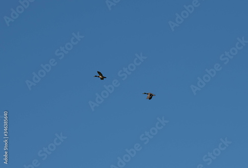 Two mallard ducks flying over rice field