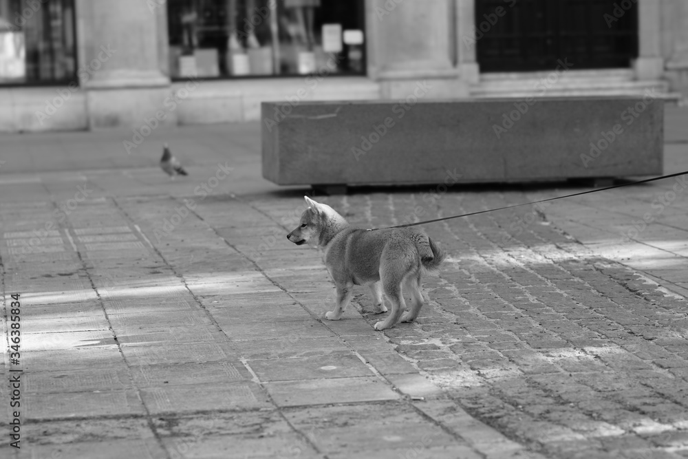 dog walking on the street