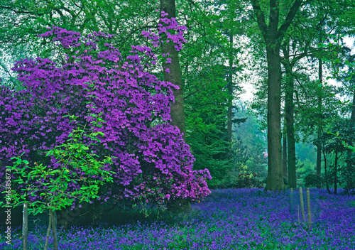Spring woodland garden with colourful Purple Azaleas and bluebells