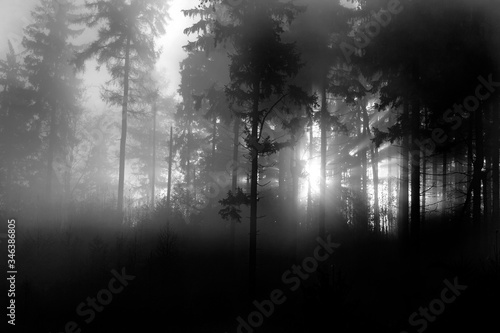 sunlight through misty forest trees Black & White