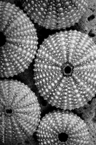 Close-up of shells and sand. A variety of colored shells.