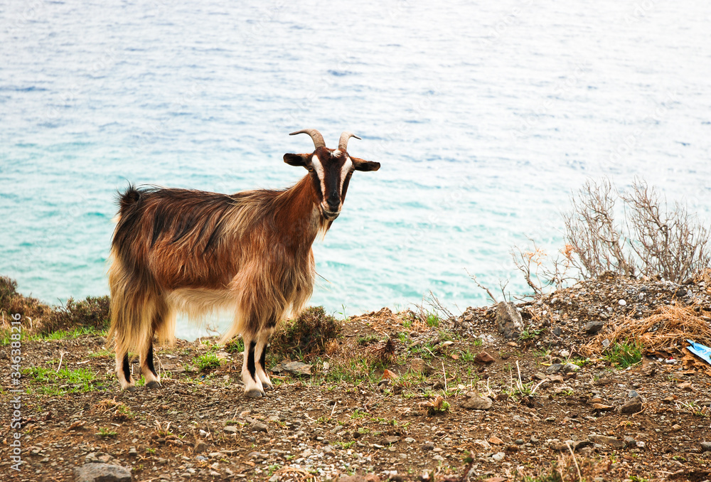 Obraz premium goat on the meadow