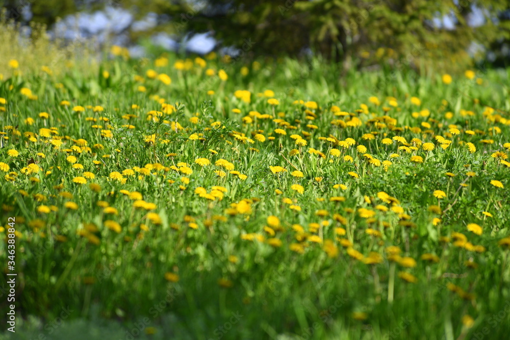 dandelions, spring, flowers, yellow flowers, background