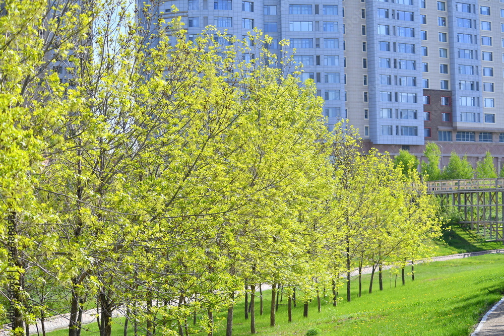 spring, blooming dereya, plants, green field, park, flower, green background spring, blooming dereya, plants, green field, park, flower, green background