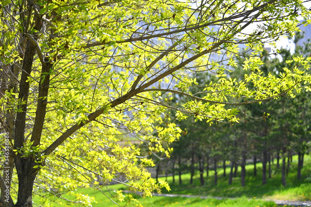 Naklejka premium spring, blooming dereya, plants, green field, park, flower, green background