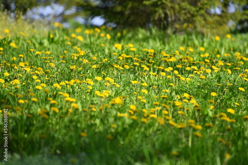 dandelions, spring, flowers, yellow flowers, background