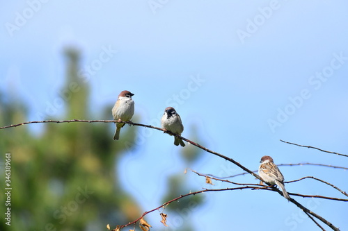 bird. nightingale. sparrow. a tree. tree. Spring . bird on a tree. cone. tree. green tree. green background . background . Spring. summer