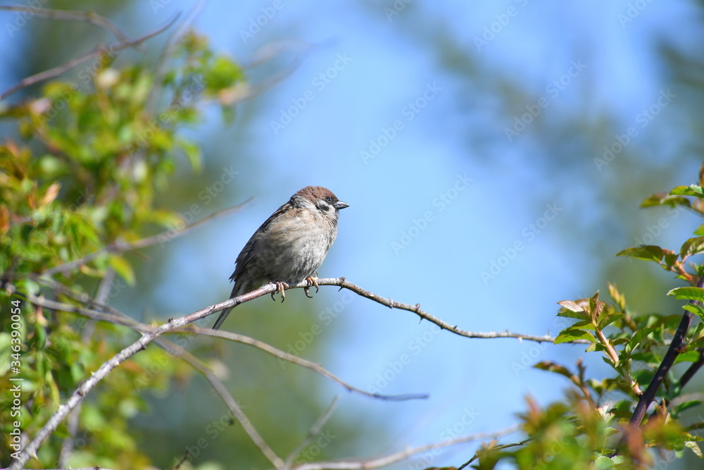 bird. nightingale. sparrow. a tree. tree. Spring . bird on a tree. cone. tree. green tree. green background . background . Spring. summer