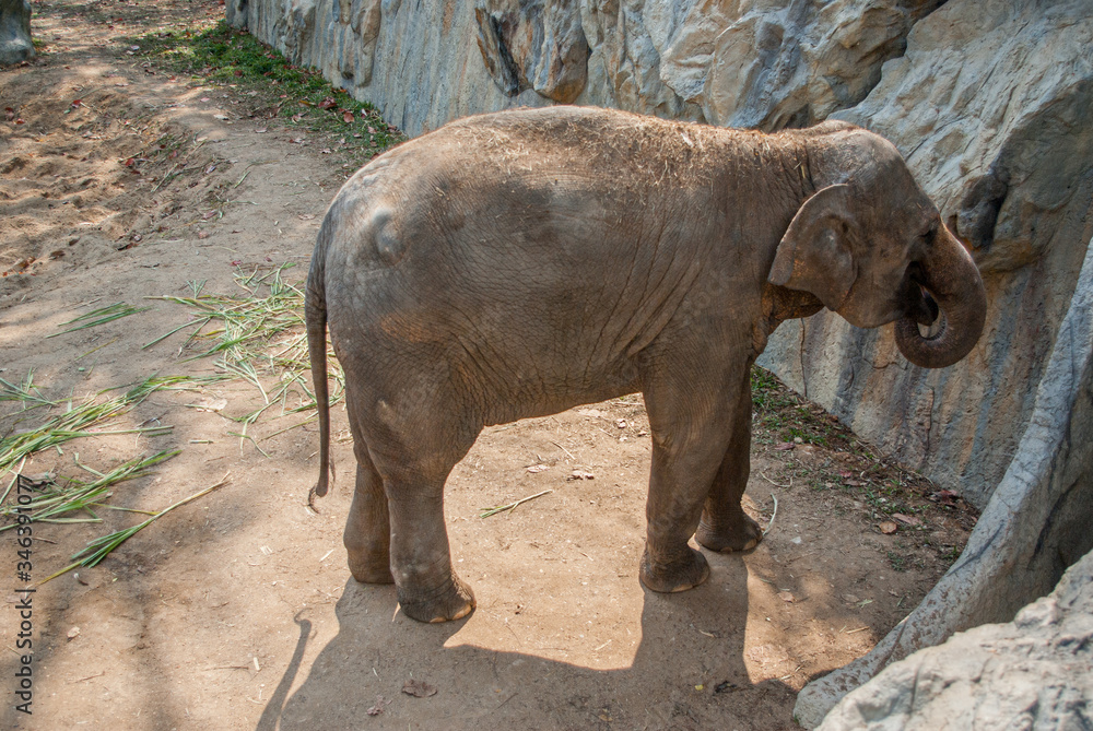 タイのチェンマイの動物園の象