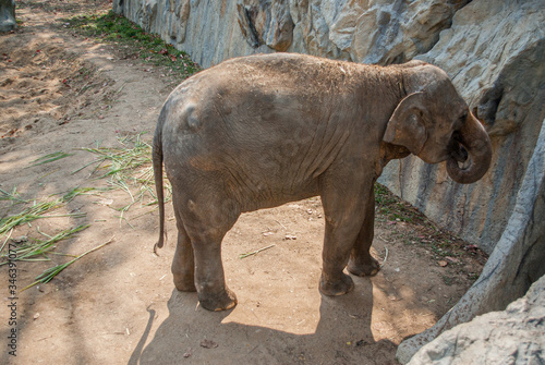 タイのチェンマイの動物園の象