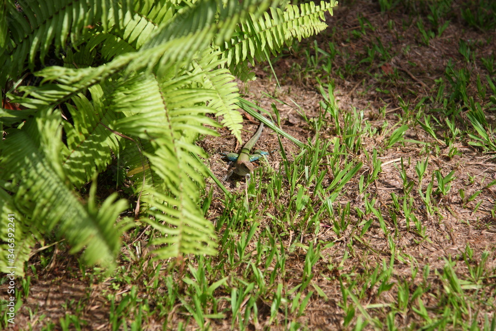Wild colorful Green Ameiva ameiva Lizard crawling on green grass in Amazon Rainforest, Brazil Wild colorful Green Ameiva ameiva Lizard crawling on green grass in Amazon Rainforest, Brazil