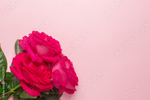Dark pink roses bouquet on a pink background with copyspace