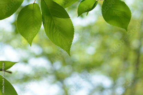 Green leaves of cherry tree 