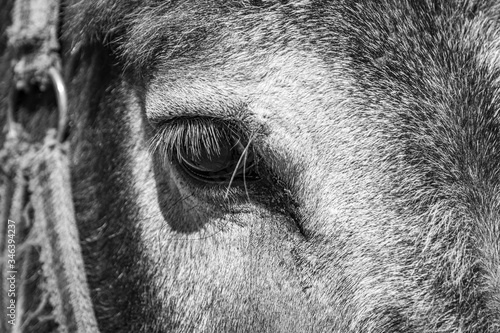 Artistic close-up of a donkey. Donkey portrait. Image black and white