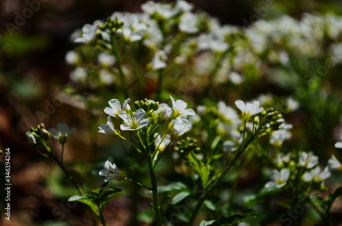 close-up of white forest flowers in the forest. Beautiful early spring forest landscape.