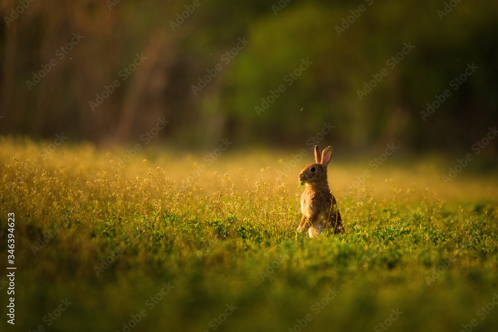 Obraz premium European rabbit - Oryctolagus cuniculus on a meadow