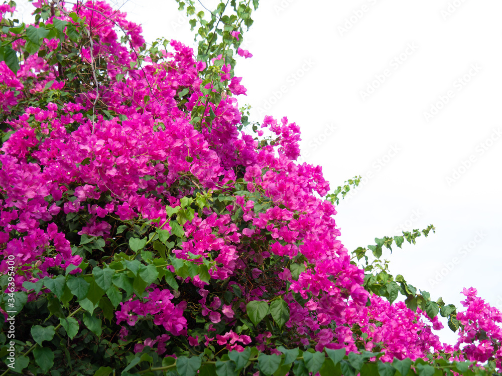 Pink bougainvillea flower, Bougainvillea is a thorny ornamental vines Pink bougainvillea flower, Bougainvillea is a thorny ornamental vines