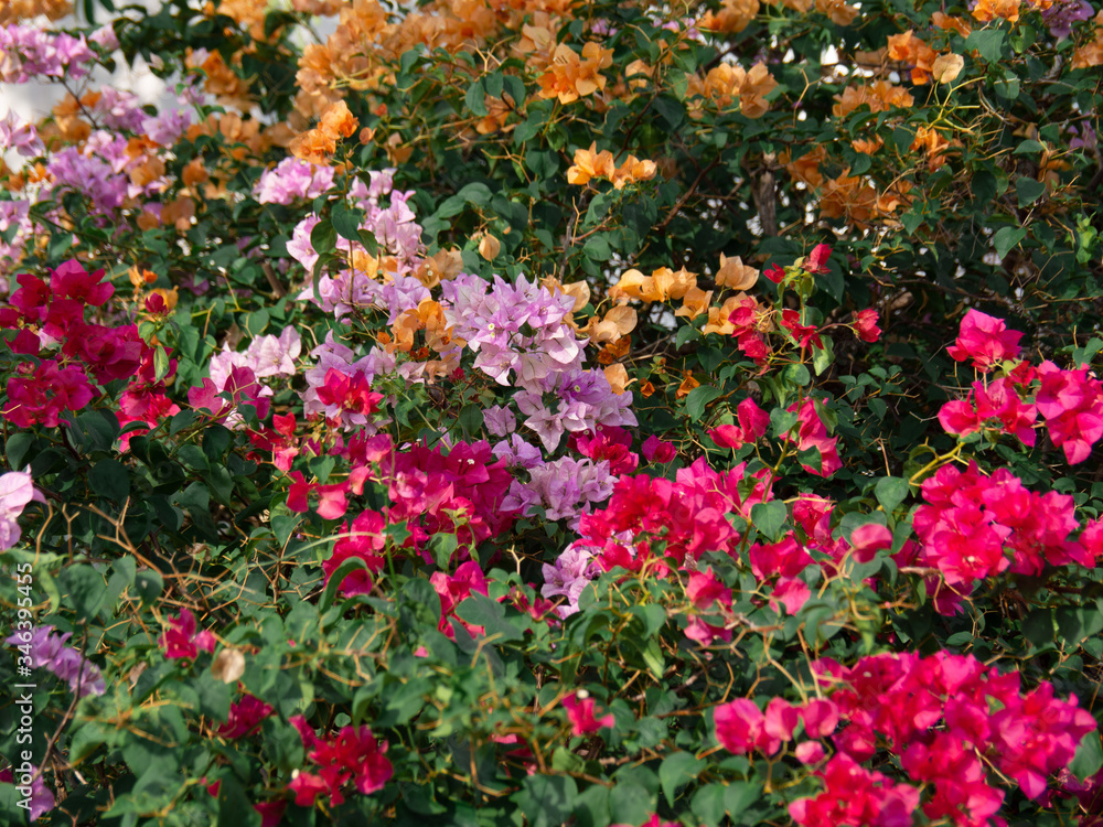 Many bougainvillea flowers, Nature background, Bougainvillea is a thorny ornamental vines