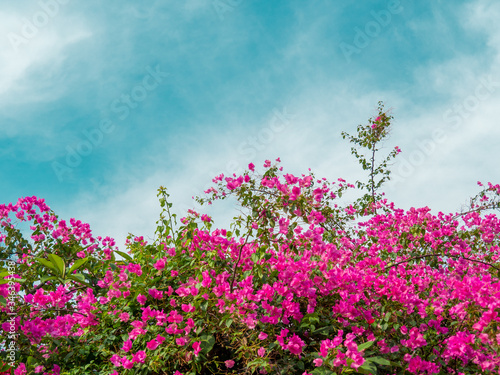 Pink bougainvillea flower, Bougainvillea is a thorny ornamental vines