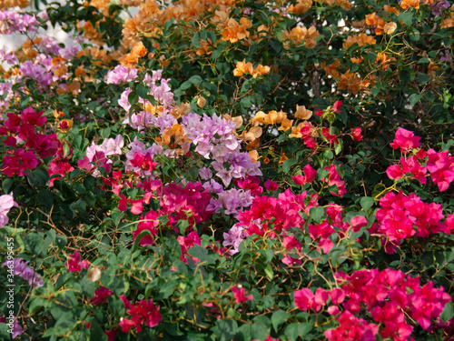 Many bougainvillea flowers, Nature background, Bougainvillea is a thorny ornamental vines