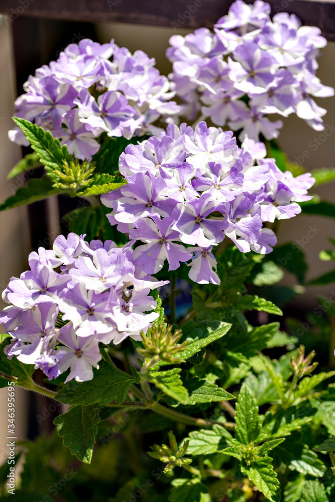 Vervain in full blooming in Japan Vervain in full blooming in Japan