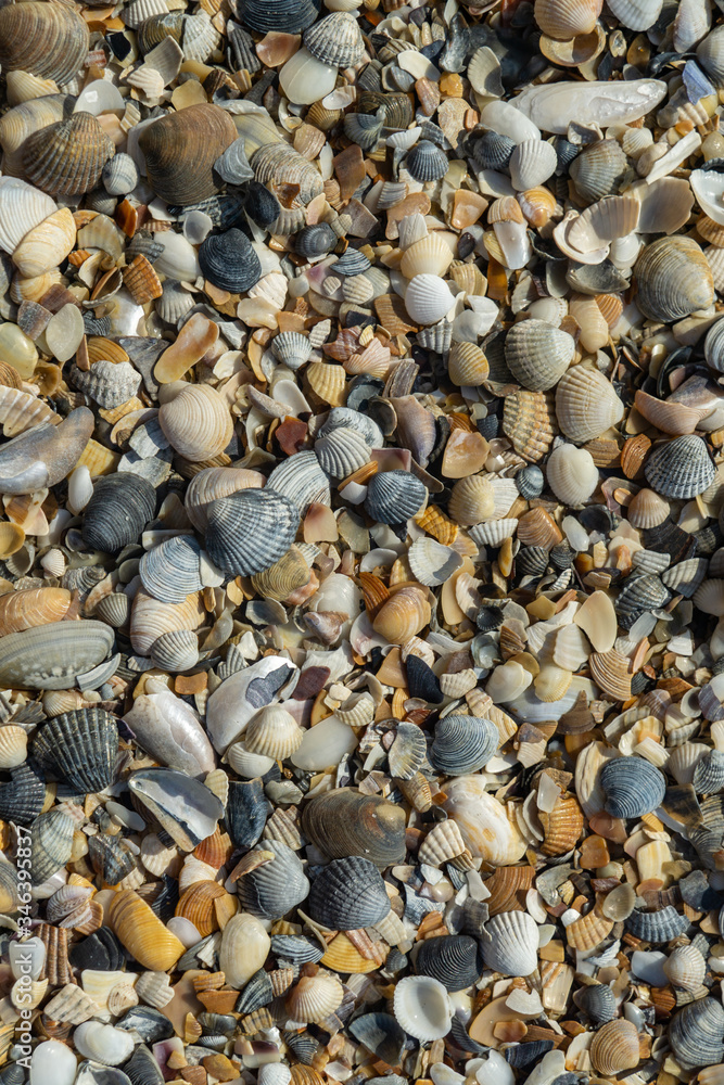 Sea shells on sand as background Sea shells on sand as background