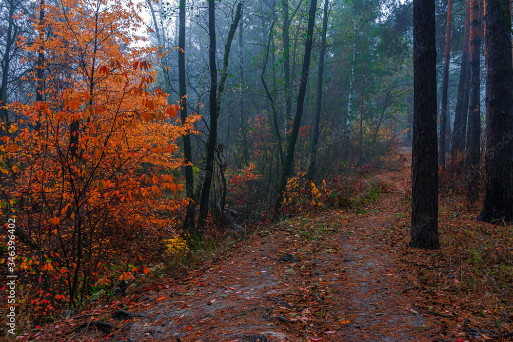 Autumn forest. Traveling along forest roads. Autumn colors adorned the trees. Light fog creates fabulous scenes.