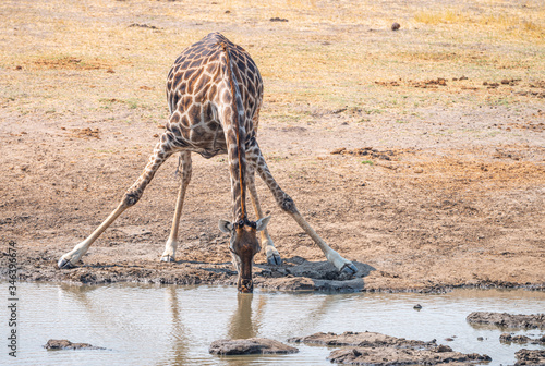 Drinking Giraffe at the Kruger National Park, South Africa