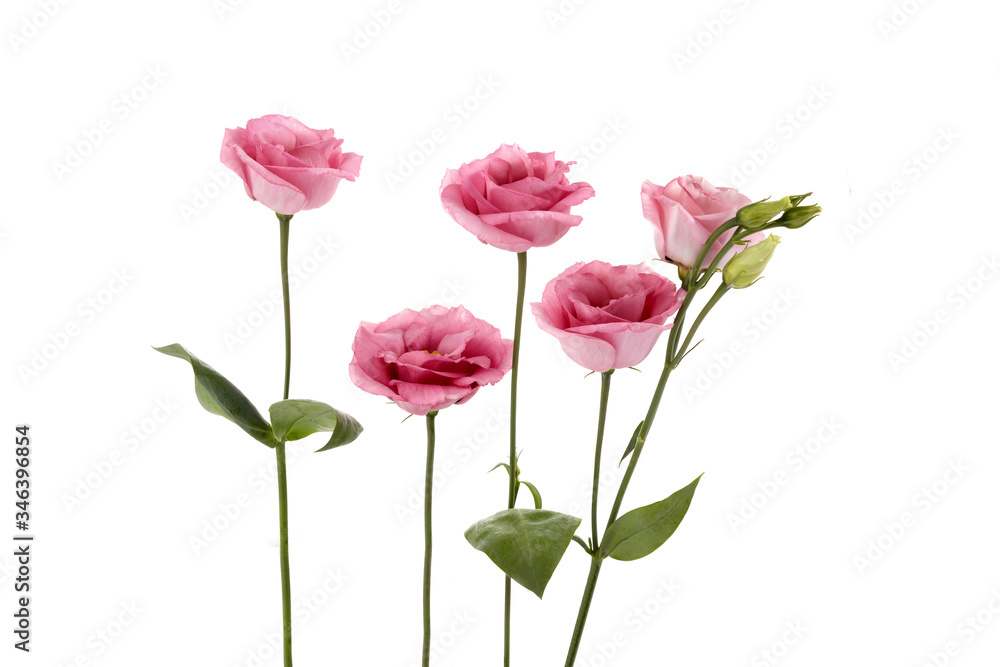 Beautiful pink eustoma flowers isolated on white background. Spring or summer background. Beautiful pink eustoma flowers isolated on white background. Spring or summer background.
