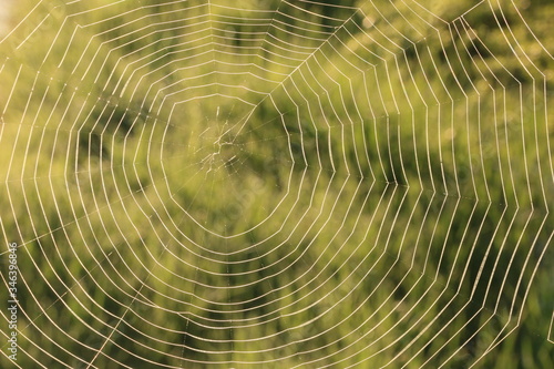 spider web in the morning
