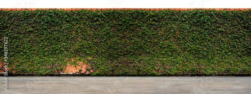 Long hedge with creeping fig vine cover all of area, the upper part isolated on white background. A gray cement floor in foreground. 


