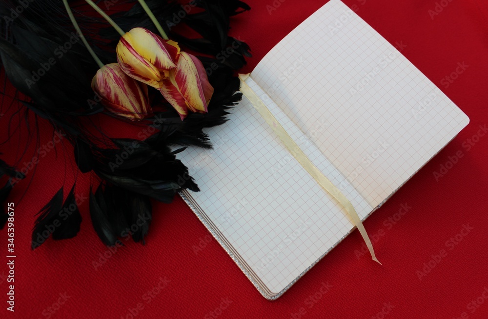 Open notebook on a red background. With black long feathers. Open notebook with feathers isolated on a bordo backdrop with place for text. Notepad with three red-yellow tulips.