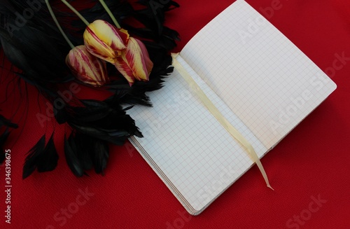 Obraz na płótnie Open notebook on a red background. With black long feathers. Open notebook with feathers isolated on a bordo backdrop with place for text. Notepad with three red-yellow tulips. w salonie