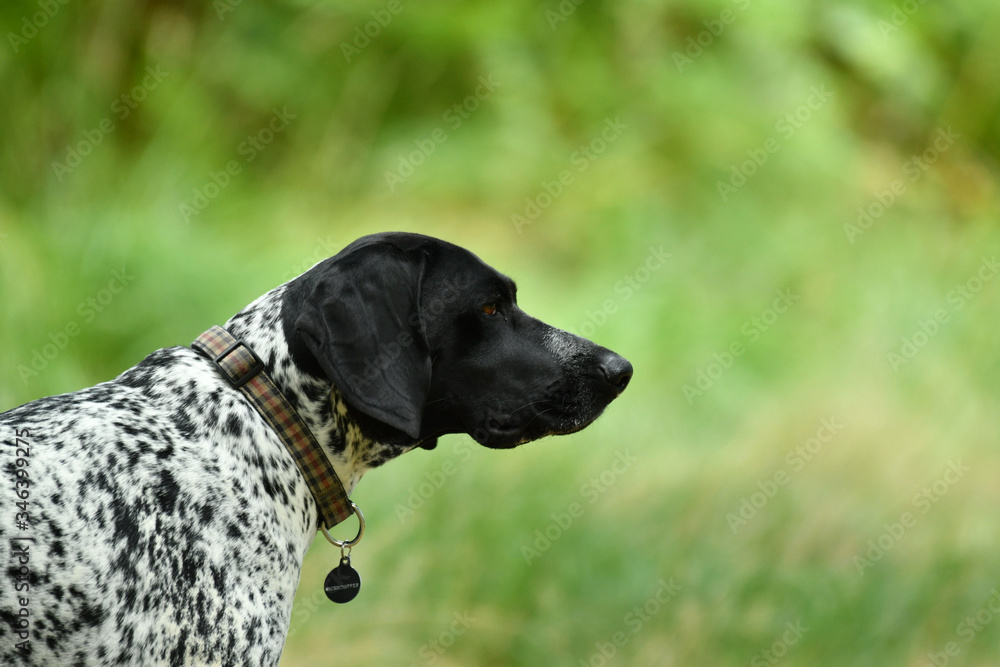 German pointer black and white dog