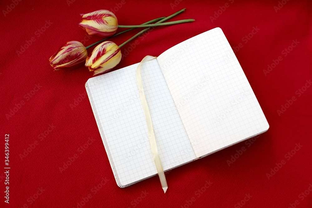 Open notebook isolated on red with three red-yellow tulips. Checkered notebook with place for text and three flowers on a burgundy background