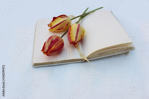 Obraz na płótnie Open notebook isolated on white with three red-yellow tulips. Checkered notebook with place for text and three flowers. w salonie