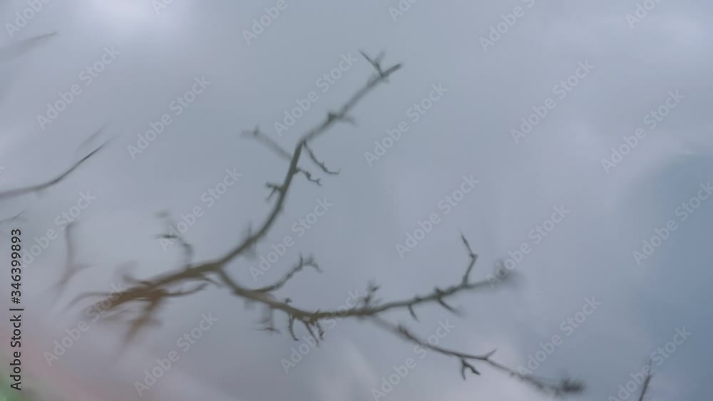 Reflection of the branches in the water and small waves do not swing slowly Reflection of the branches in the water and small waves do not swing slowly